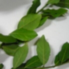 自分で作るローリエ レシピ 作り方 By Bebe2936 楽天レシピ 自分で作るローリエ レシピ 作り方 By Bebe2936 楽天レシピ